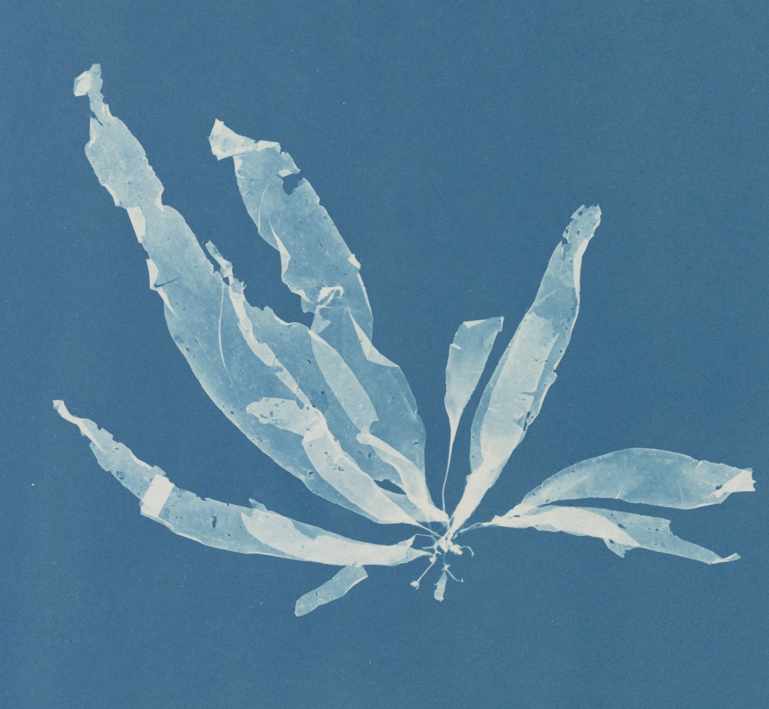 Anna Atkins